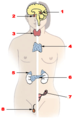 Endocrine glands shown on drawing of human torso