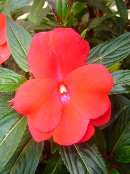 File:Impatiens hawkeri.jpg