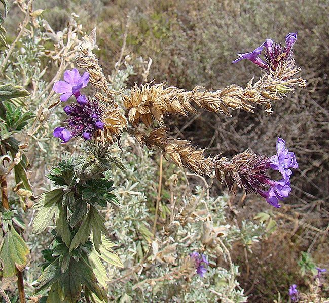 File:Junellia fasciculata (8726585723).jpg