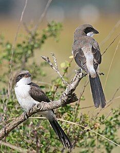 Adult Long-tailed Fiscals, Lanius cabanisi, Mikumi National Park, Tanzania