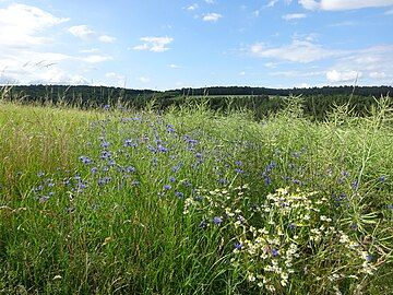 Cornflower