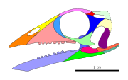 Langobardisaurus skull