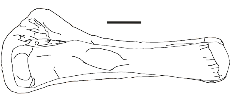 File:Laplatasaurus Tibia-Fibula.png