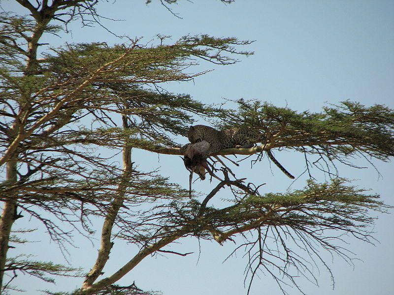 File:Leopard mit Thomson-Gazelle.jpg