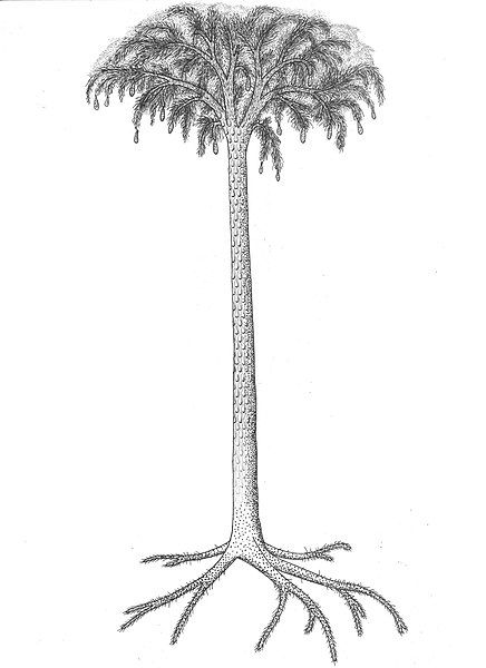 File:Lepidodendron reconstrucción.jpg