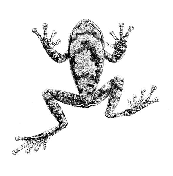 File:Leptopelis vannutellii 1897.jpg