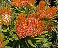 Leucospermum erubescens