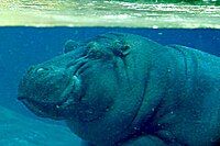 HIPPO