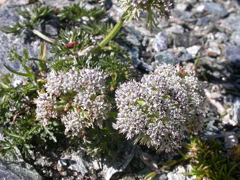 File:Ligusticum mutellinoides.JPG