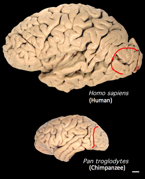 File:Lunate sulcus.png