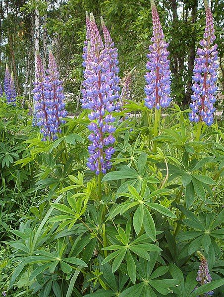 File:Lupinus polyphyllus.JPG