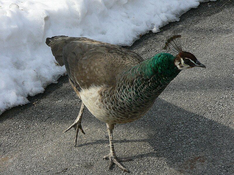 File:MP-Pavo cristatus 10.jpg