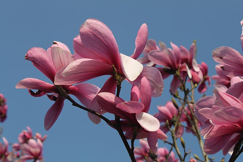 File:Magnolia 'Galaxy' (7011952107).jpg