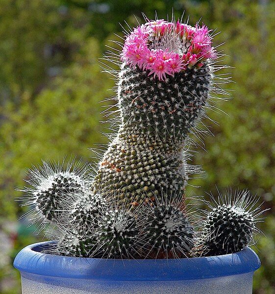 File:Mammillaria (aka).jpg