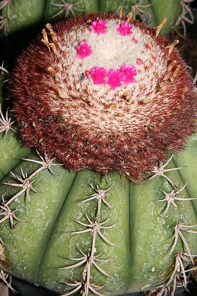 File:Melocactus braunii Esteves.jpg