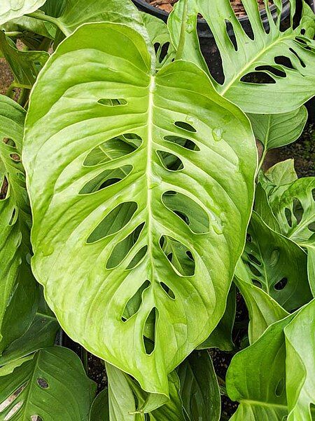 File:Monstera lechleriana.jpg