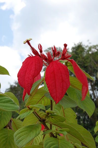 File:Mussaenda erythrophylla01.JPG