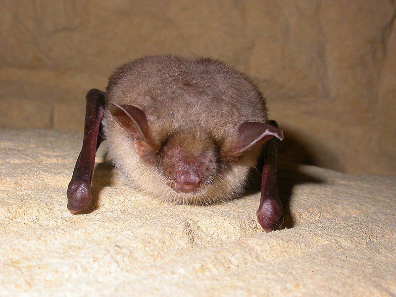 File:Myotis myotis.jpg