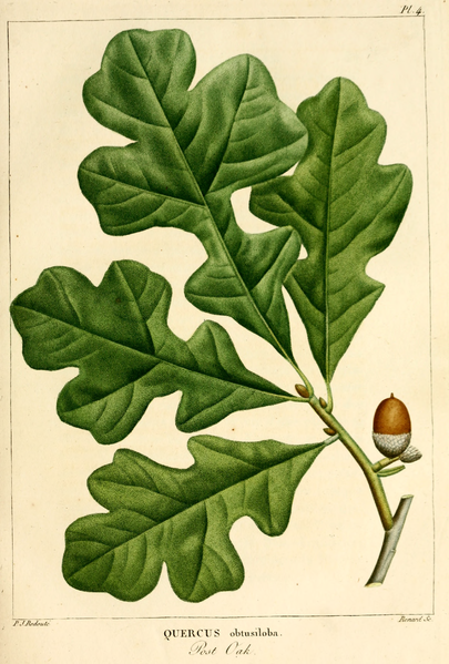 File:NAS-005f Quercus stellata.png