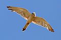 Image 6 Nankeen Kestrel Photo: Fir0002 The Nankeen Kestrel (Falco cenchroides), native to Australia, New Guinea, and nearby islands, is one of the smallest species of falcon (about 31 to 35 cm (12 to 14 in) in length). Unlike other raptors, it does not rely on speed to catch its prey. Instead, it simply perches in an exposed position, but it also has a distinctive technique of hovering over crop and grasslands. More selected pictures