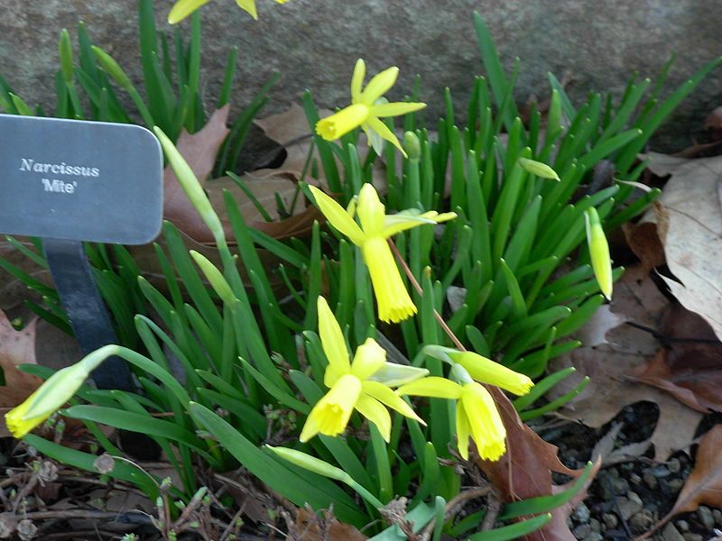 File:Narcissus Phipps.JPG