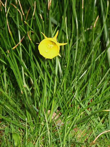 File:Narcissus bulbocodium close-up1.jpg