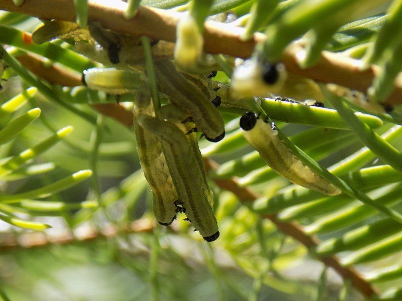 File:Neodiprion abietis larvae.jpg