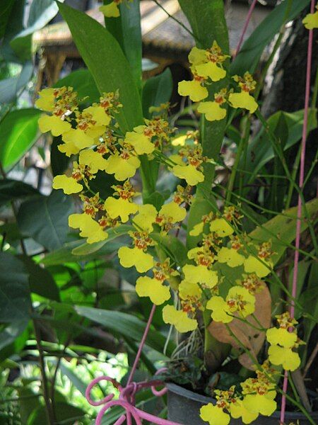 File:Oncidium sp.01.JPG