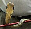 King Cobra (Ophiophagus hannah)