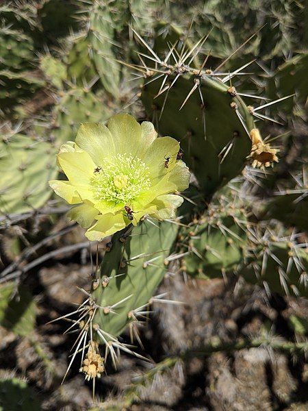 File:Opuntia caracassana 32380340.jpg