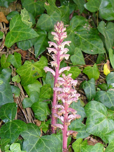 File:Orobanche hederae (scott.zona).jpg