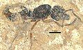 P. parvula fossil