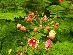 Buds opening