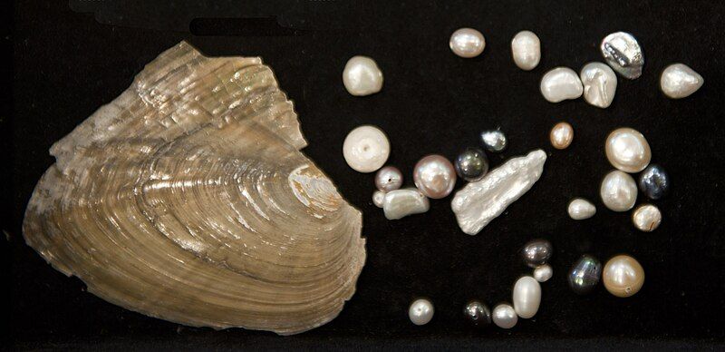 File:Pearl-freshwater hg.jpg