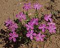 Santa Fe phlox (accept no other common names), Randall Davey Audubon Center, Santa Fe