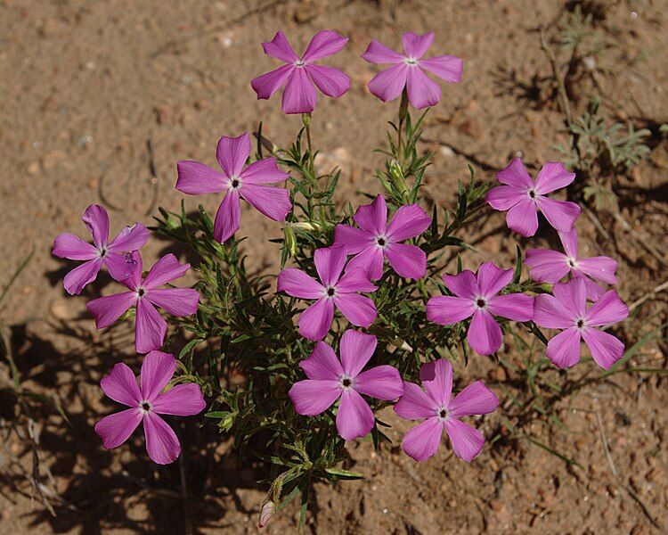 File:Phlox nana habitus1.jpg