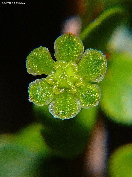 File:Phyllanthus-microcladus-RFK1.jpg