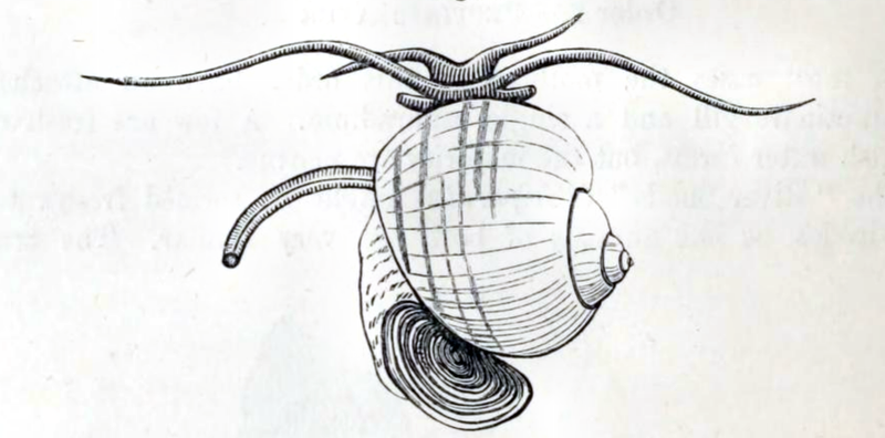 File:Pomacea canaliculata 001.png