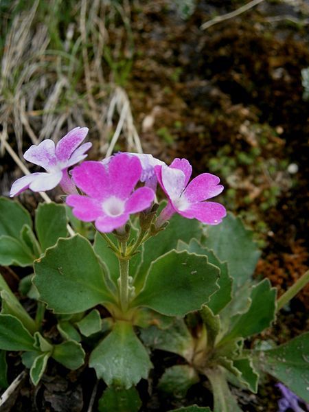 File:Primula hirsuta 002.jpg