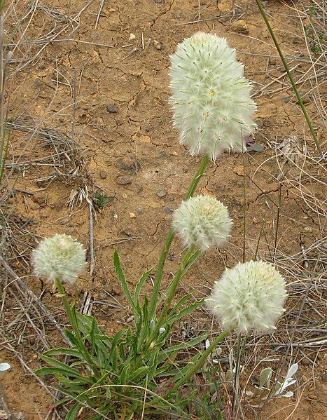 File:Ptilotus macrocephalus.jpg