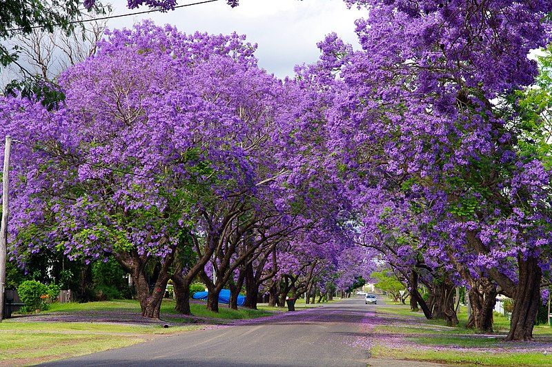 File:Purple- Flowers, Pakistan.jpg