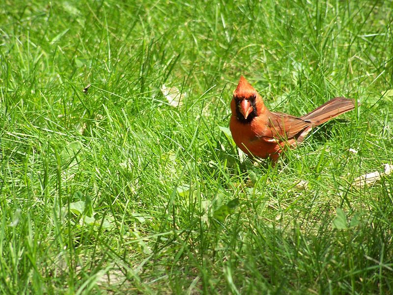 File:Red bird.jpg