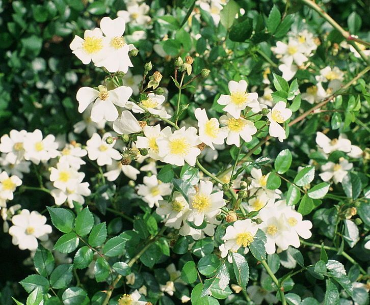 File:Rosa wichuraiana.jpg