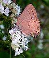 Satyrium edwardsii