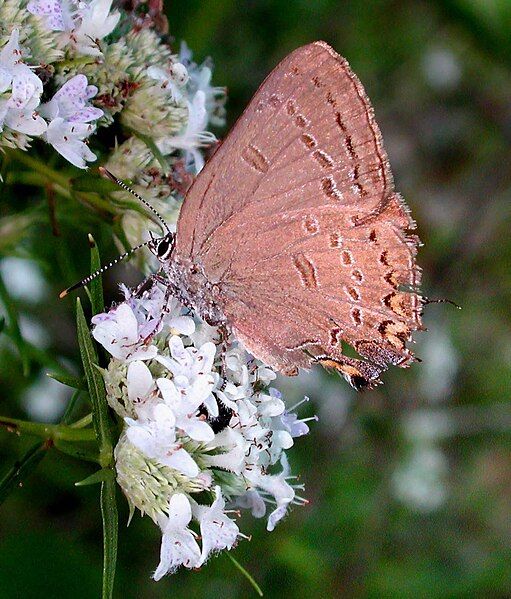 File:Satyrium edwardsii.jpg