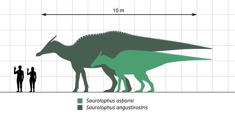 File:Saurolophus-sp-Scale-Chart-SVG-Steveoc86.svg