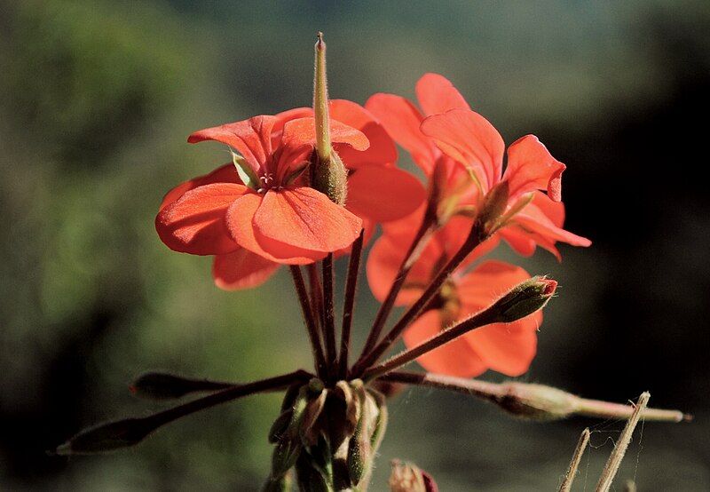 File:Scarlet geranium.jpg