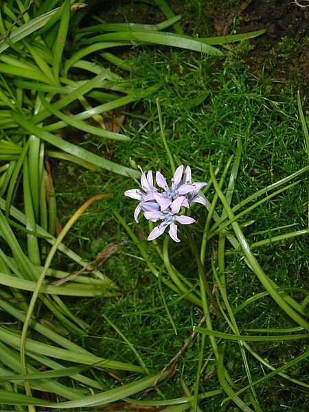 File:Scilla verna01.jpg