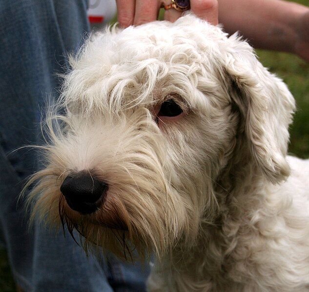 File:Sealyham terrier 078.jpg