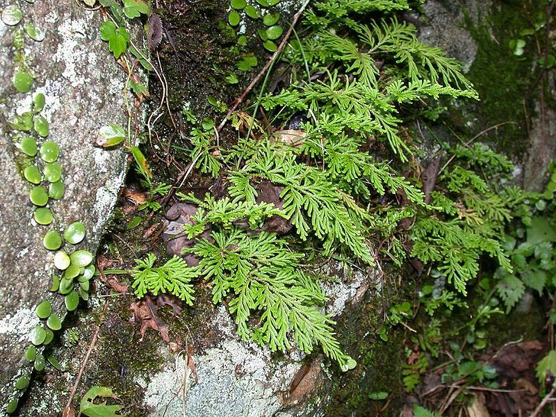 File:Selaginella involens katahiba01.jpg